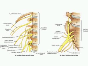 nervralgia_ pudendo_osteopata_guarire_Lecce_Michelangelo