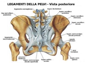 nervralgia_ pudendo_osteopata_guarire_Lecce_Michelangelo