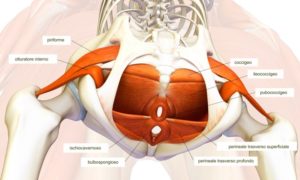 nervo, pudendo, guarire, Roma, osteopatia